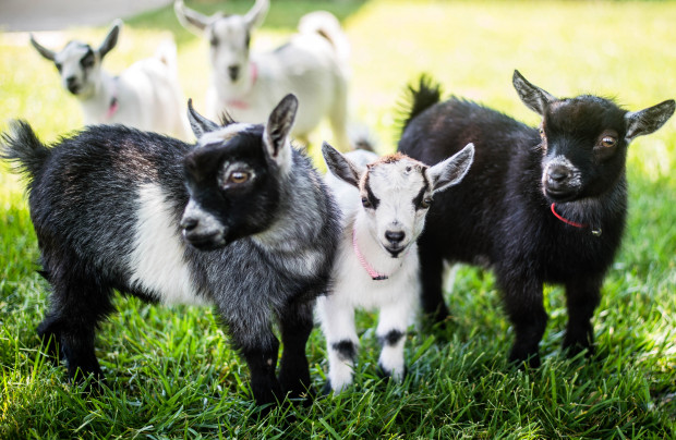 Baby Goats
