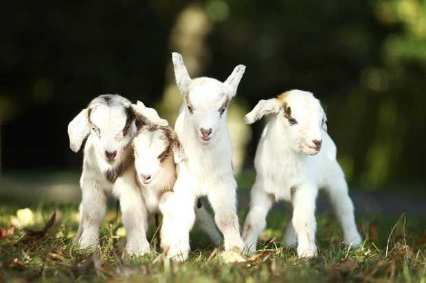 Baby Goats