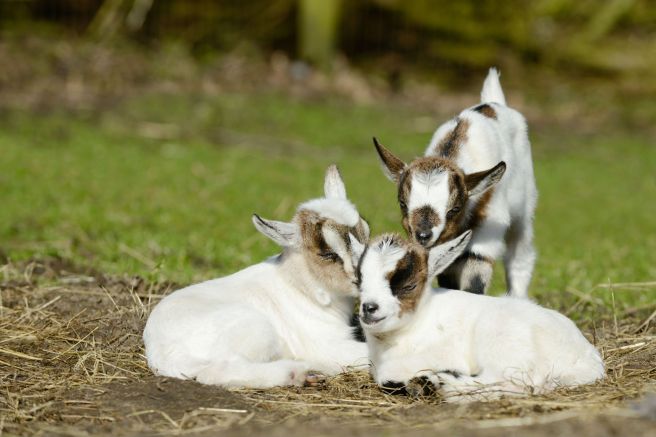 Baby Goats