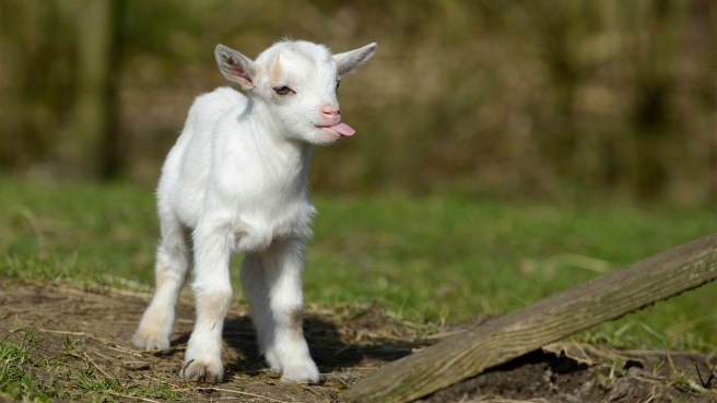 Baby Goat