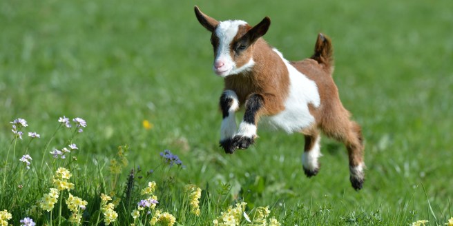 Baby Goat